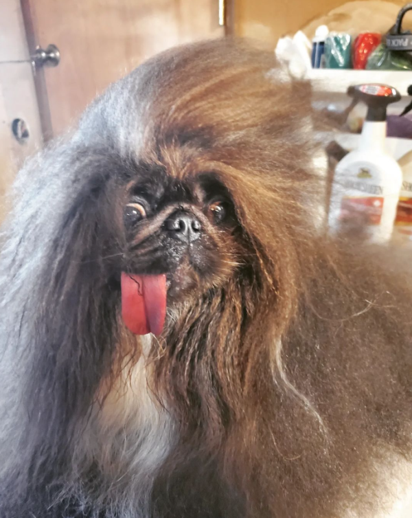 世界最醜狗狗比賽北京犬奪冠！患病毀容倖存故事藏洋蔥 