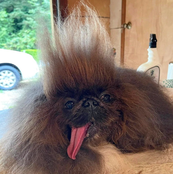 世界最醜狗狗比賽北京犬奪冠！患病毀容倖存故事藏洋蔥 