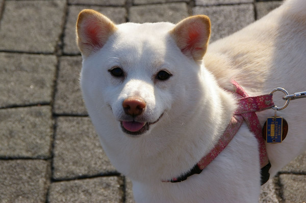 日本驚現數學天才柴犬 加減乘數看時鐘零難度！