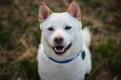 日本驚現數學天才柴犬 加減乘數看時鐘零難度！