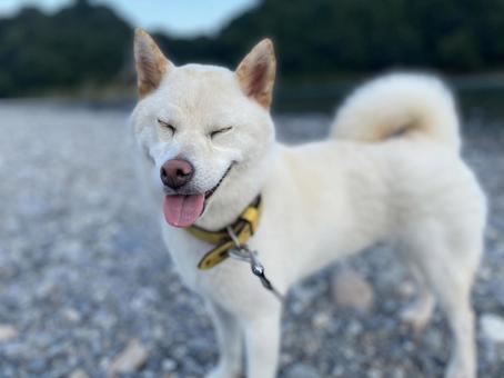 日本驚現數學天才柴犬 加減乘數看時鐘零難度！