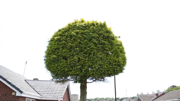 鄰居夫婦決定聘請專家把樹砍成兩半。（網上圖片）