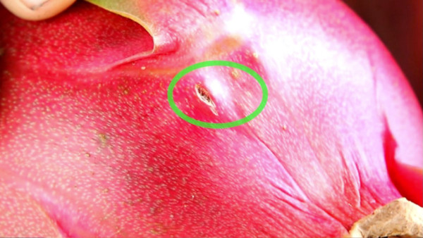 紅肉火龍果功效︱日喝1杯紅肉火龍果沙冰 4週助降發炎兼穩定血糖血壓