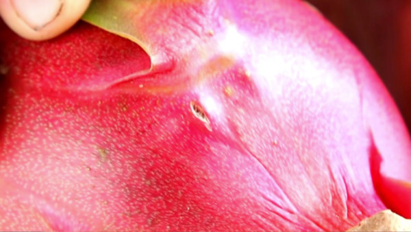 紅肉火龍果功效︱日喝1杯紅肉火龍果沙冰 4週助降發炎兼穩定血糖血壓