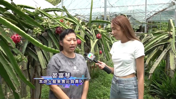 紅肉火龍果功效︱日喝1杯紅肉火龍果沙冰 4週助降發炎兼穩定血糖血壓