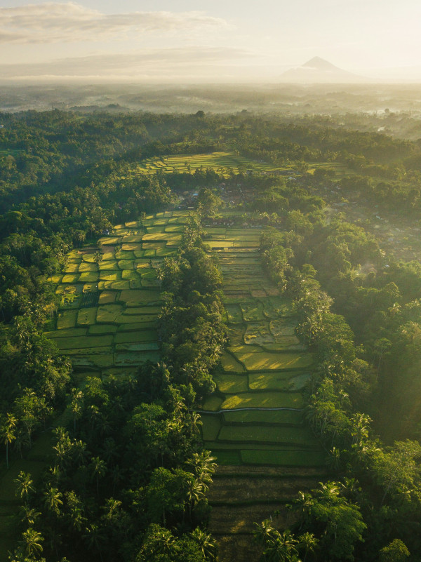 峇里島自由行景點｜哥拉朗梯田 Tegallalang Rice Terrace（圖片來源：Unsplash）
