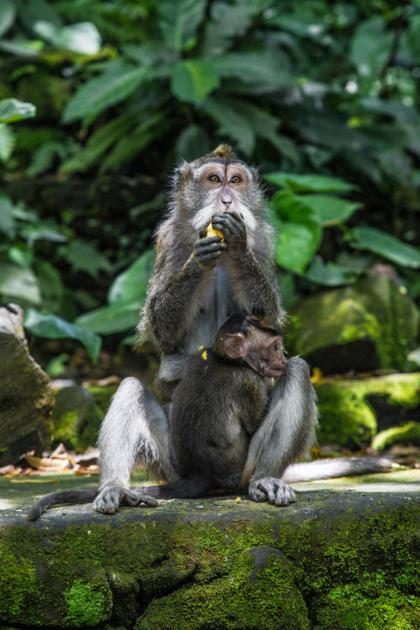 峇里島自由行景點｜聖猴森林公園 Sacred Monkey Forest Sanctuary（圖片來源：Unsplash）