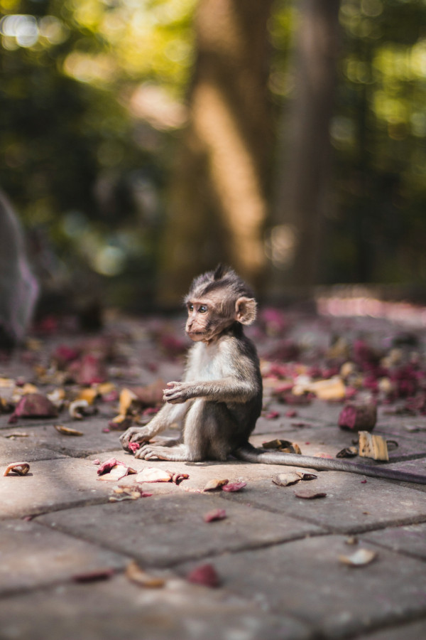 峇里島自由行景點｜聖猴森林公園 Sacred Monkey Forest Sanctuary（圖片來源：Unsplash）