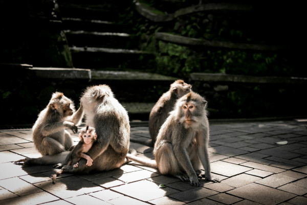 峇里島自由行景點｜聖猴森林公園 Sacred Monkey Forest Sanctuary（圖片來源：Unsplash）