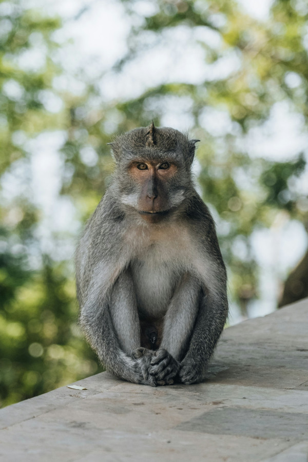 峇里島自由行景點｜聖猴森林公園 Sacred Monkey Forest Sanctuary（圖片來源：Unsplash）