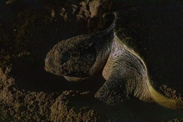 峇里島自由行景點｜金巴蘭海灘 Jimbaran Beach（圖片來源：Unsplash）