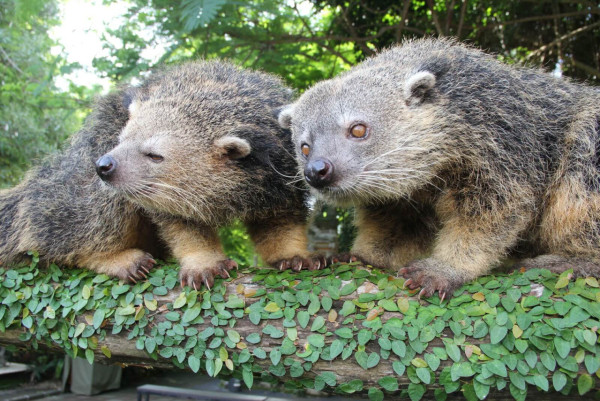 峇里島自由行景點｜峇里島野生動物園（圖片來源：Taman Safari Bali | Official Website）