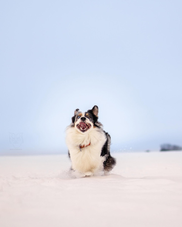 最愛戶外水上活動牧羊犬卻討厭雨天！穿上雨衣一面生無可戀超爆笑！