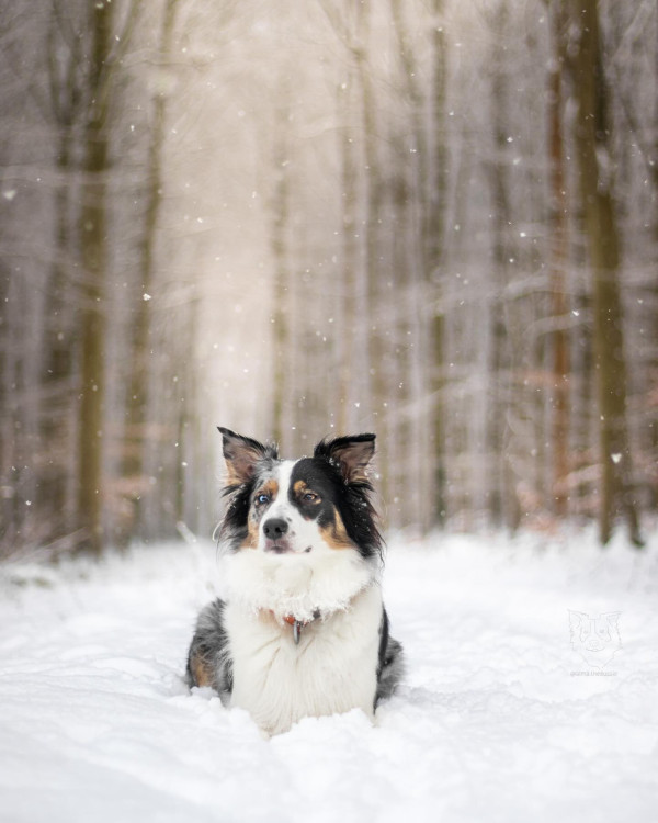 最愛戶外水上活動牧羊犬卻討厭雨天！穿上雨衣一面生無可戀超爆笑！
