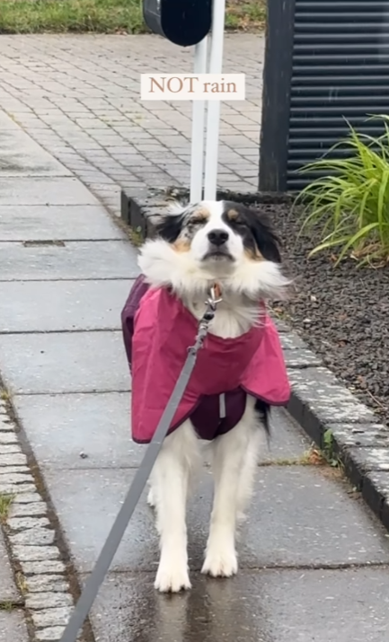 最愛戶外水上活動牧羊犬卻討厭雨天！穿上雨衣一面生無可戀超爆笑！