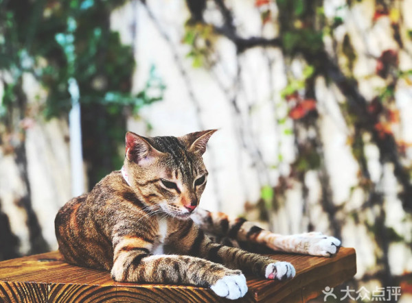 深圳海上世界美食一日遊 打卡海景Cafe/音樂噴泉燈光秀/KTV/藝術館