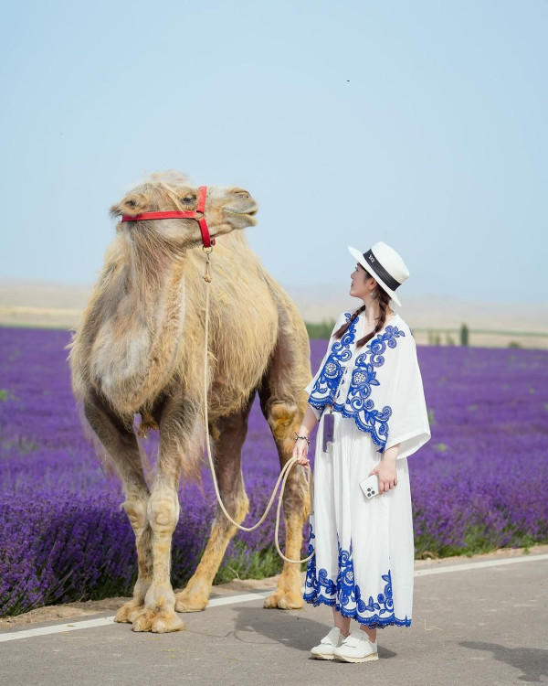 苟芸慧遊新疆紫色花海打卡 靚相獲讚仙氣十足「零孕味」 