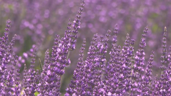 苟芸慧遊新疆紫色花海打卡 靚相獲讚仙氣十足「零孕味」 