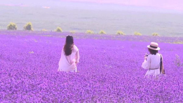 苟芸慧遊新疆紫色花海打卡 靚相獲讚仙氣十足「零孕味」 