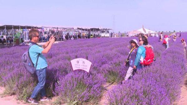 苟芸慧遊新疆紫色花海打卡 靚相獲讚仙氣十足「零孕味」 