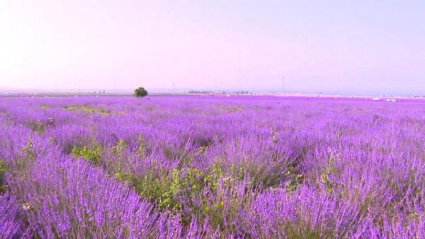 苟芸慧遊新疆紫色花海打卡 靚相獲讚仙氣十足「零孕味」 