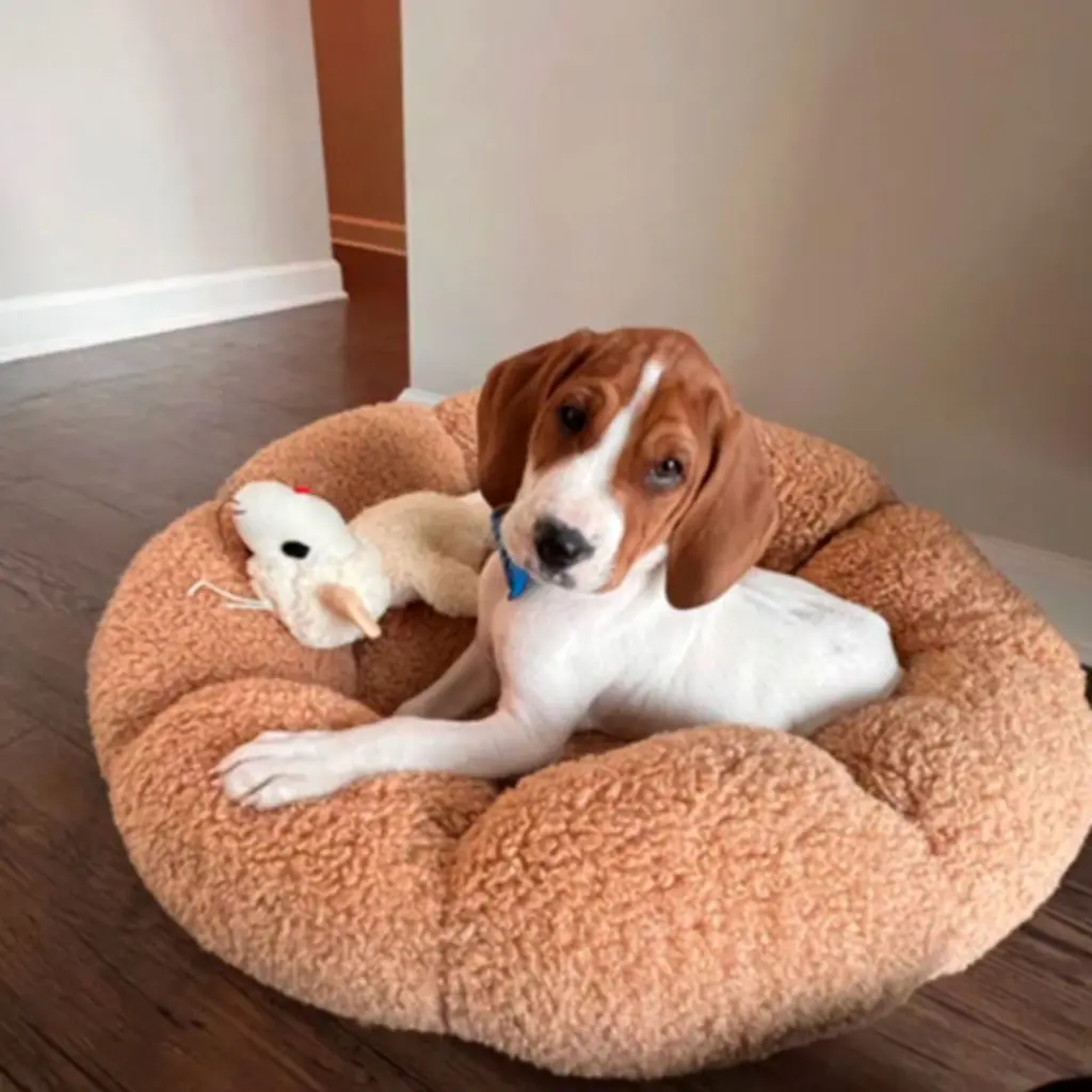 愛犬患病忍痛安樂死 1年後驚見奇蹟「復活」?動物收容所親揭內幕真相