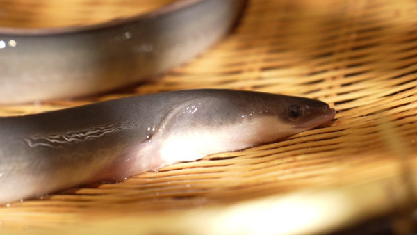 感動味蕾美食餐廳100強關西篇｜周奕瑋全新日本旅遊節目每集景點 推介必食黑毛和牛燒肉/隱世壽司店、串燒店 
