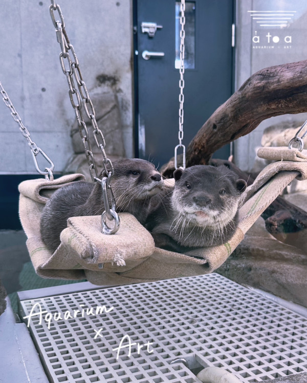 神戶一日遊自由行攻略 逾24大神戶景點/美食/酒店推介附交通攻略 