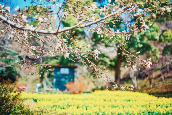神戶一日遊自由行攻略 逾24大神戶景點/美食/酒店推介附交通攻略 