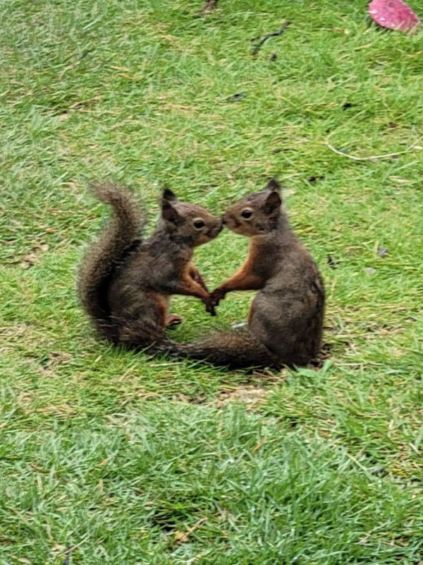 神戶一日遊自由行攻略 逾24大神戶景點/美食/酒店推介附交通攻略 