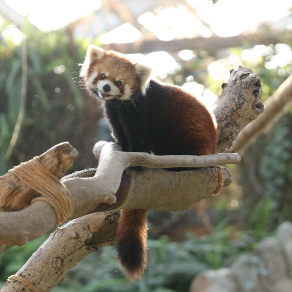 神戶一日遊自由行攻略 逾24大神戶景點/美食/酒店推介附交通攻略 