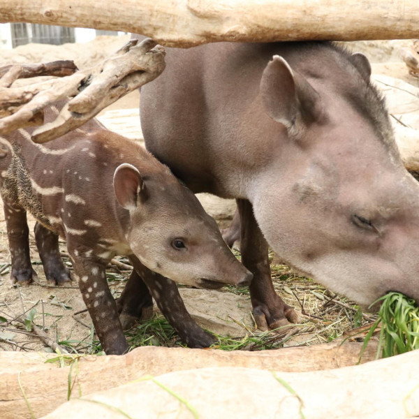 神戶一日遊自由行攻略 逾24大神戶景點/美食/酒店推介附交通攻略 