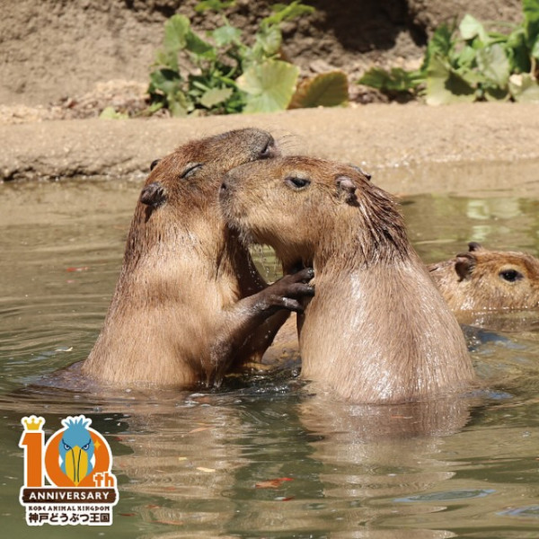 神戶一日遊自由行攻略 逾24大神戶景點/美食/酒店推介附交通攻略 