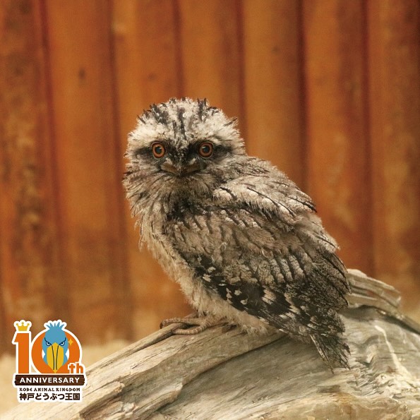 神戶一日遊自由行攻略 逾24大神戶景點/美食/酒店推介附交通攻略 