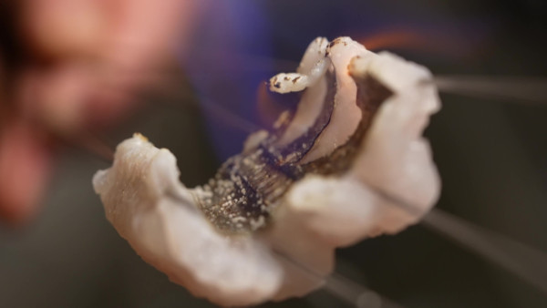 感動味蕾美食餐廳100強關西篇｜周奕瑋全新日本旅遊節目每集景點 推介必食黑毛和牛燒肉/隱世壽司店、串燒店 