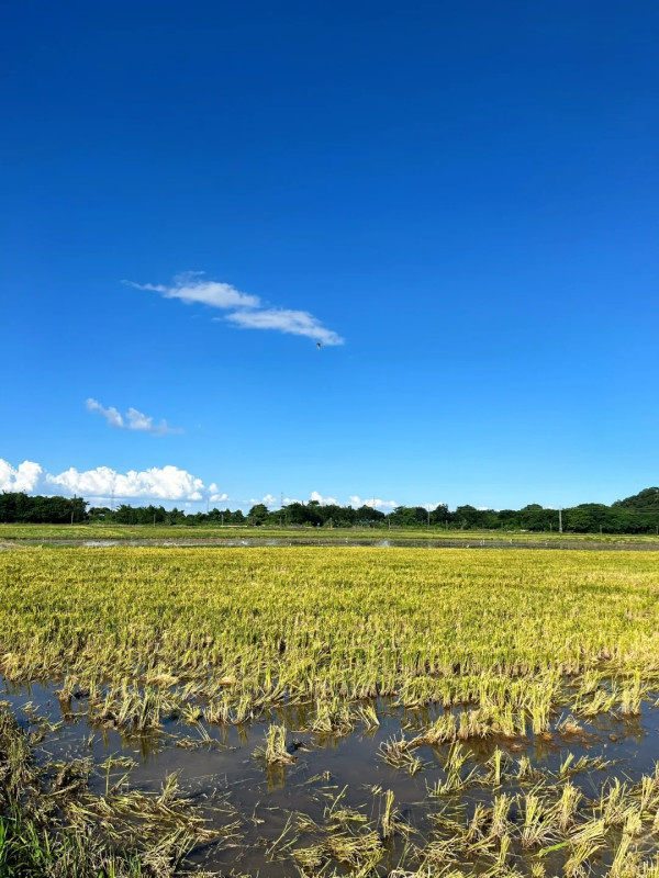 崖口村（圖片來源：小紅書@Lionet）