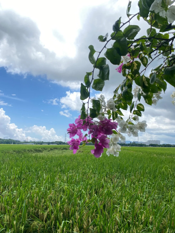 崖口村（圖片來源：小紅書@納尼亞）