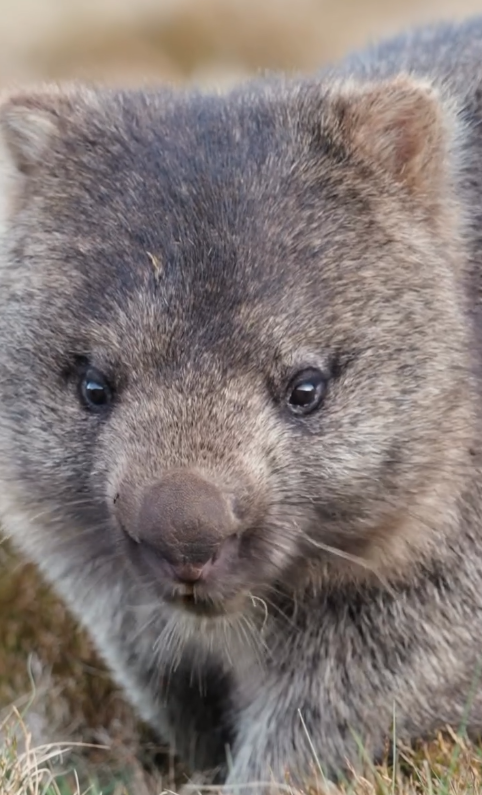 澳洲旅遊局招募冬季袋熊照顧員 可享近距離接觸機會！早上叫醒袋熊兼陪散步 