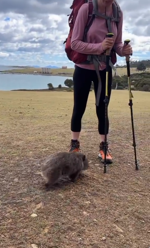 澳洲旅遊局招募冬季袋熊照顧員 可享近距離接觸機會！早上叫醒袋熊兼陪散步 
