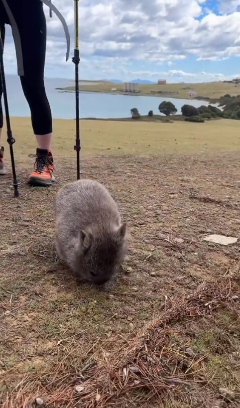 澳洲旅遊局招募冬季袋熊照顧員 可享近距離接觸機會！早上叫醒袋熊兼陪散步 