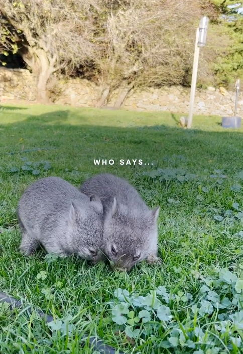 澳洲旅遊局招募冬季袋熊照顧員 可享近距離接觸機會！早上叫醒袋熊兼陪散步 