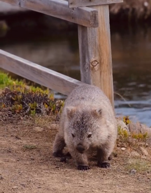 澳洲旅遊局招募冬季袋熊照顧員 可享近距離接觸機會！早上叫醒袋熊兼陪散步 