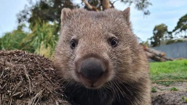 澳洲旅遊局招募冬季袋熊照顧員 可享近距離接觸機會！早上叫醒袋熊兼陪散步 