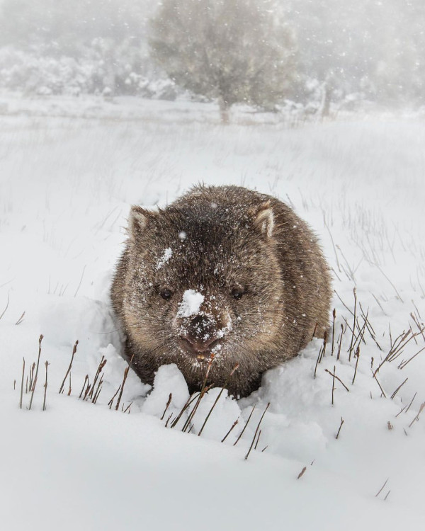 趣味工作｜澳洲旅遊局推筍工請冬季袋熊照顧員 每朝叫醒袋熊陪散步