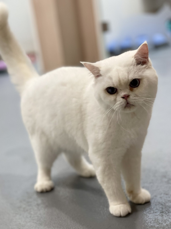 領養動物｜愛協發緊急領養呼籲 半年接收767隻棄養貓 貓舍逼爆急尋新家