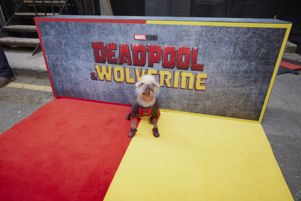 死侍與狼人|新角色「狗侍」超搶fo!明星犬Peggy大有來頭 獲封全英最醜狗狗