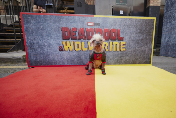 死侍與狼人|新角色「狗侍」超搶fo!明星犬Peggy大有來頭 獲封全英最醜狗狗