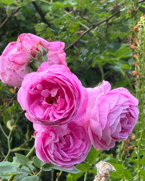 林文龍郭可盈趁暑假帶囡囡飛英國 14歲Tania亭亭玉立新造型現身