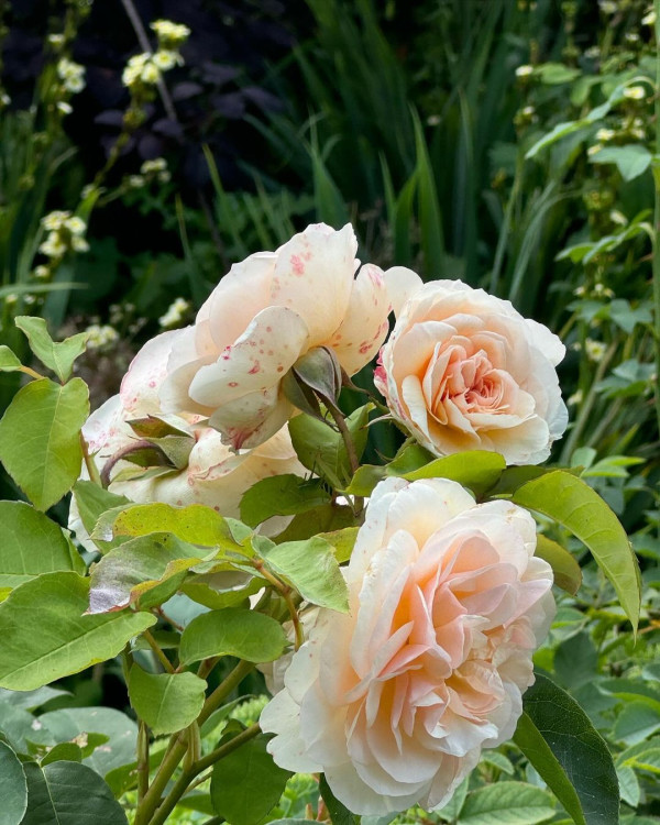 林文龍郭可盈趁暑假帶囡囡飛英國 14歲Tania亭亭玉立新造型現身