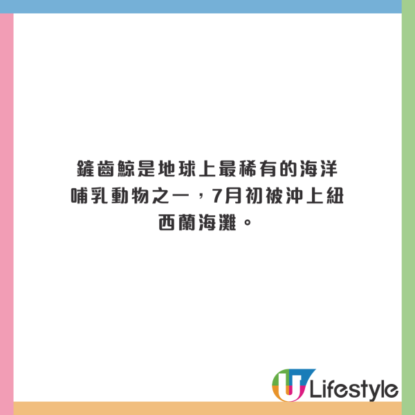 荷蘭運河發現1物極似巨大「異形蛋」 生態學家揭曉其真身！ 